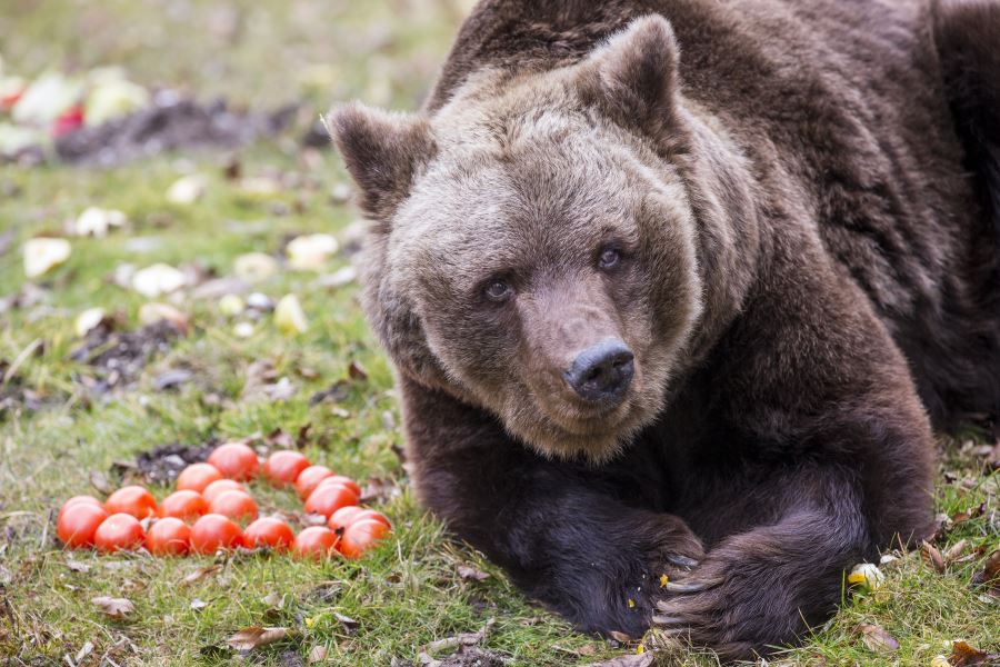 brown-bear-munich-zoo