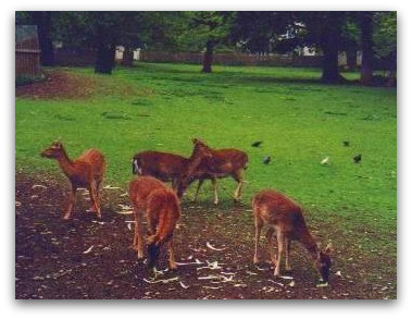 hirschgarten-deer