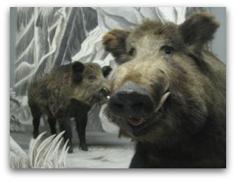 wild boar