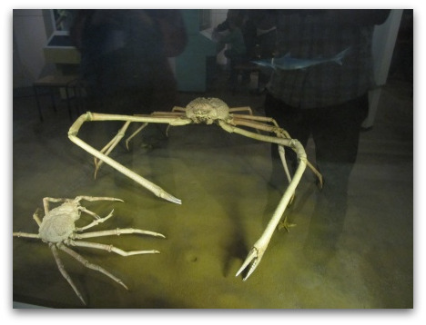 japanese-giant-crab