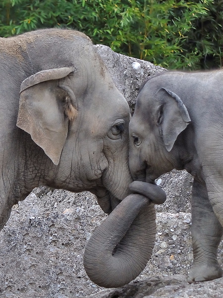 munich-zoo-elephants-hug