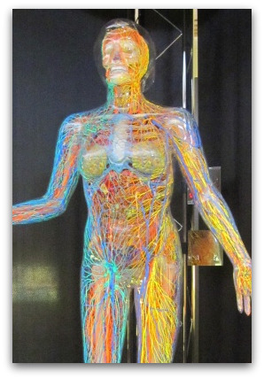 museum-mensch-und-natur-1