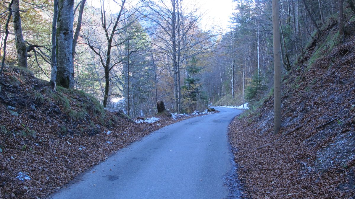 Road through the forest up to Neuschwanstein Castle