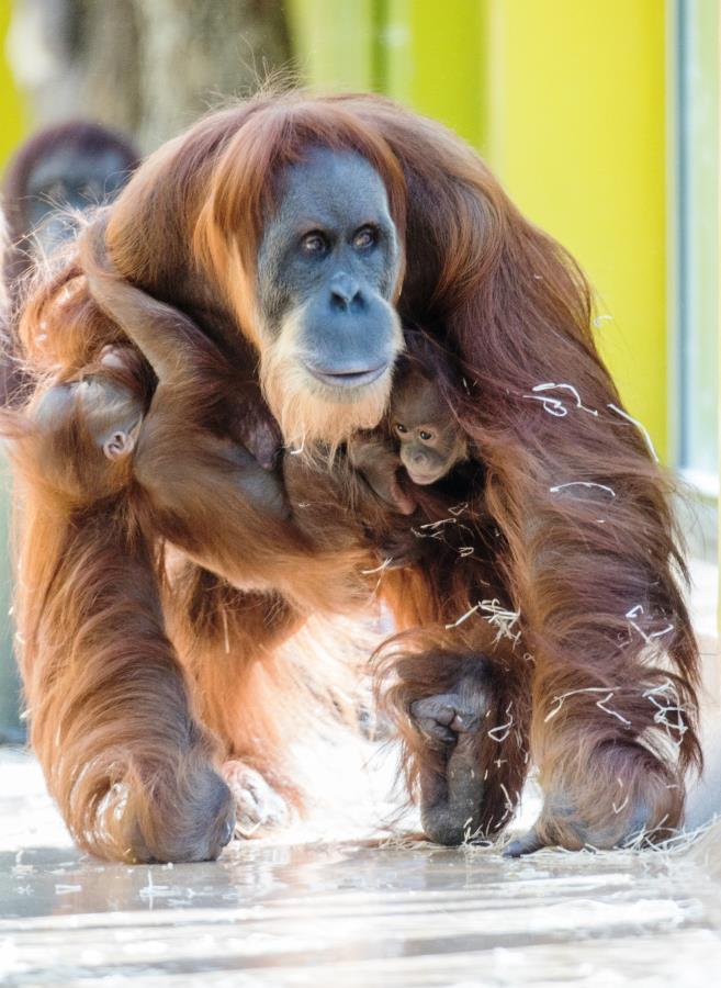 Orang-Utan-Tierpark-Hellabrunn