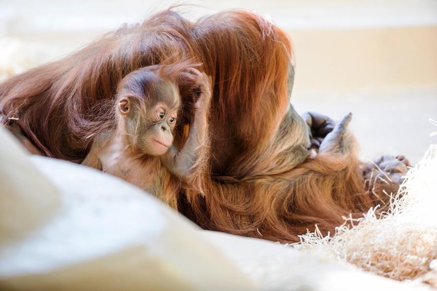 Orang-Utans-Munich-Zoo