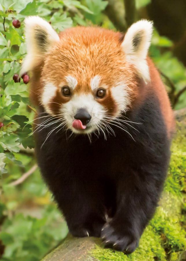 panda-baby-munich-zoo