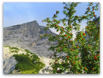plants-alps-bavaria