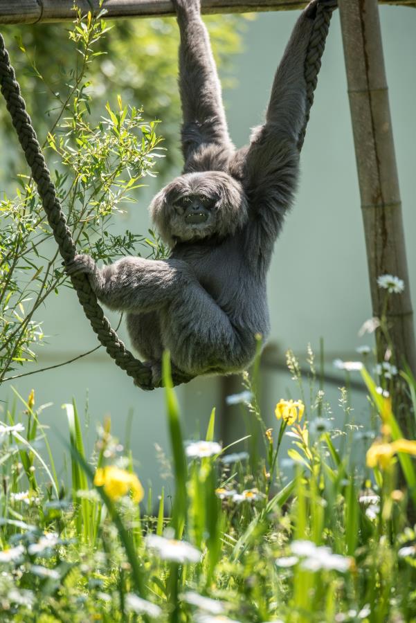 tierpark-hellabrunn-gibbon