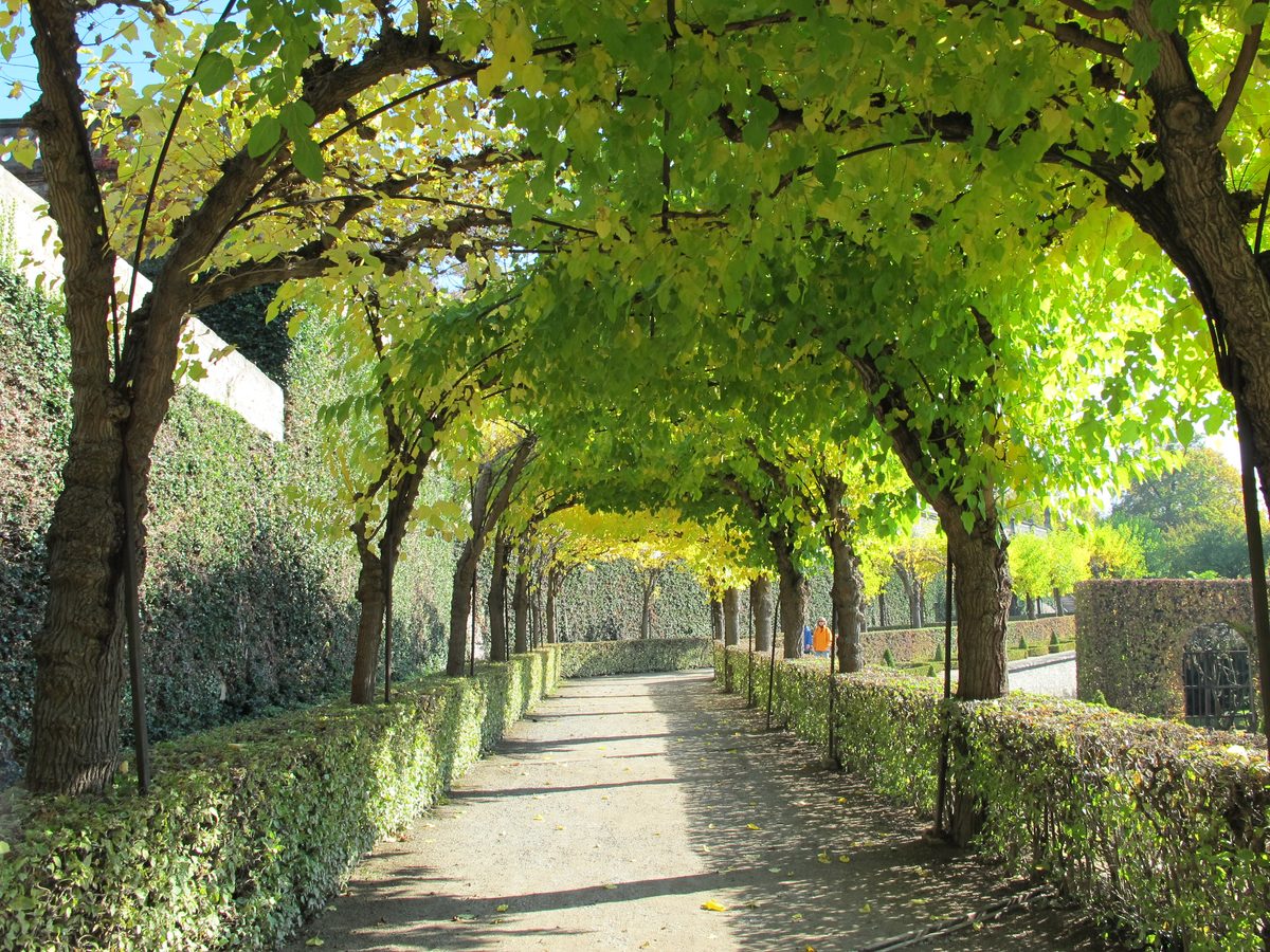 Autumn pergola walk in the Wurzburg Hofgarten